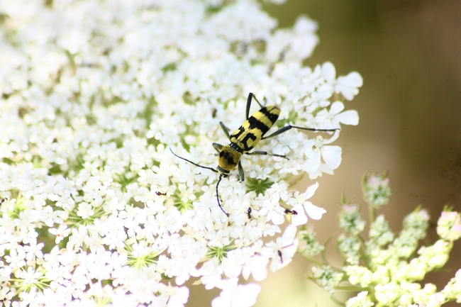 Chlorophorus varius?